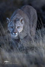 Load image into Gallery viewer, Stare Down - Limited Edition Fine Art Print