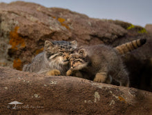 Load image into Gallery viewer, 2026 CALENDAR