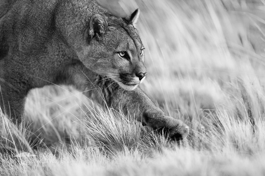 Prowling - Limited Edition Fine Art Print