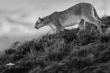 Load image into Gallery viewer, Descendance - Limited Edition Fine Art Print