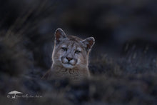 Load image into Gallery viewer, Cuteness - Limited Edition Fine Art Print