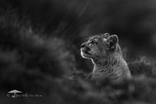 Load image into Gallery viewer, Amongst the Clouds - Limited Edition Fine Art Print