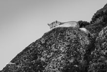 Load image into Gallery viewer, Unimpressed - Limited Edition Fine Art Print