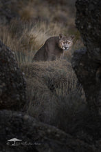 Load image into Gallery viewer, Oscuro - Limited Edition Fine Art Print