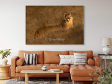 Load image into Gallery viewer, Golden Light - Limited Edition Fine Art Print