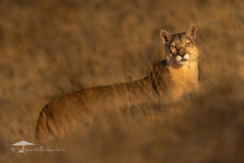 Load image into Gallery viewer, Golden Light - Limited Edition Fine Art Print