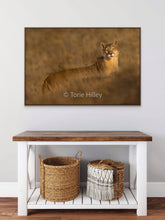 Load image into Gallery viewer, Golden Light - Limited Edition Fine Art Print
