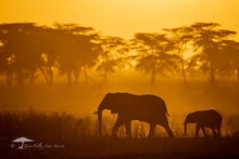 Load image into Gallery viewer, Golden Elephants - Limited Edition Fine Art Print