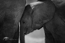Load image into Gallery viewer, Baby Elephant - Limited Edition Fine Art Print