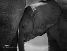 Load image into Gallery viewer, 2026 CALENDAR