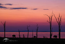 Load image into Gallery viewer, Afterglow - Limited Edition Fine Art Print