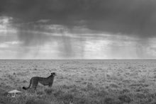 Load image into Gallery viewer, Looking to the Rains - Limited Edition Fine Art Print