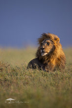 Load image into Gallery viewer, Lion in the Wind - Limited Edition Fine Art Print