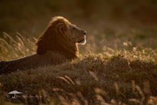 Load image into Gallery viewer, Golden King - Limited Edition Fine Art Print