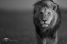 Load image into Gallery viewer, Focus - Limited Edition Fine Art Print