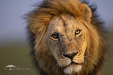 Load image into Gallery viewer, Incoming - Limited Edition Fine Art Print