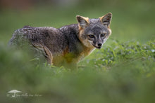 Load image into Gallery viewer, Channel Island Fox Portrait - Limited Edition Fine Art Print