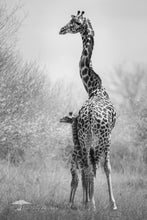 Load image into Gallery viewer, Protection - Limited Edition Fine Art Print
