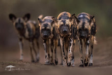 Load image into Gallery viewer, Entourage - Limited Edition Fine Art Print