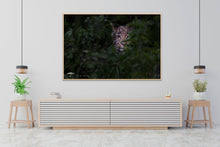 Load image into Gallery viewer, Shy One - Limited Edition Fine Art Print