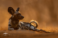 Load image into Gallery viewer, Mana Pools Magic - Limited Edition Fine Art Print