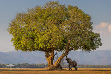 Load image into Gallery viewer, Under the Shade - Limited Edition Fine Art Print