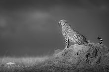 Load image into Gallery viewer, Lookout Post- Limited Edition Fine Art Print