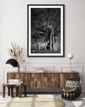 Load image into Gallery viewer, Cheetah and a Tree - Limited Edition Fine Art Print
