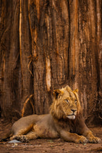 Load image into Gallery viewer, Baobab Lion - Limited Edition Fine Art Print