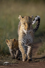 Load image into Gallery viewer, Guidance - Limited Edition Fine Art Print