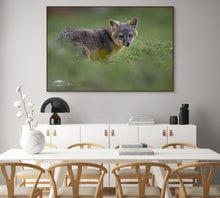 Load image into Gallery viewer, Channel Island Fox Portrait - Limited Edition Fine Art Print