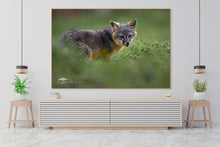 Load image into Gallery viewer, Channel Island Fox Portrait - Limited Edition Fine Art Print