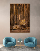 Load image into Gallery viewer, Baobab Lion - Limited Edition Fine Art Print