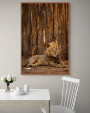 Load image into Gallery viewer, Baobab Lion - Limited Edition Fine Art Print
