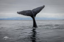 Load image into Gallery viewer, A Whale of a Tail - Limited Edition Fine Art Print