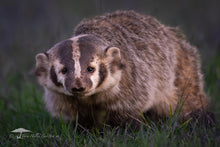Load image into Gallery viewer, Adorably Fierce - Limited Edition Fine Art Print