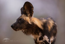 Load image into Gallery viewer, All Ears - Limited Edition Fine Art Print