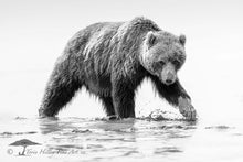 Load image into Gallery viewer, Mud Bear - Limited Edition Fine Art Prints