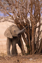 Load image into Gallery viewer, Baby Ele - Limited Edition Fine Art Print