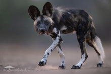 Load image into Gallery viewer, Curious Pup - Limited Edition Fine Art Print