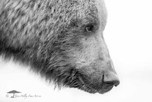 Load image into Gallery viewer, Focused - Limited Edition Fine Art Print