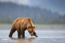 Load image into Gallery viewer, Forest Bear - Limited Edition Fine Art Print