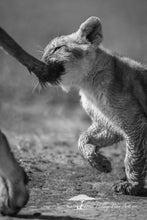 Load image into Gallery viewer, Got Your Tail! - Limited Edition Fine Art Print