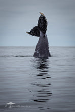 Load image into Gallery viewer, Graceful Decent - Limited Edition Fine Art Print