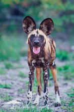 Load image into Gallery viewer, Happy Dog - Limited Edition Fine Art Print