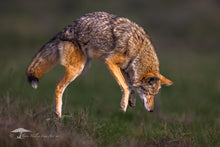 Load image into Gallery viewer, JUMP - Limited Edition Fine Art Print