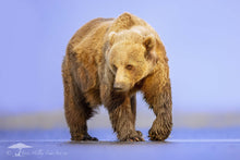 Load image into Gallery viewer, Golden Bear - Limited Edition Fine Art Print