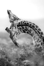 Load image into Gallery viewer, A Giant's Ballet - Limited Edition Fine Art Print