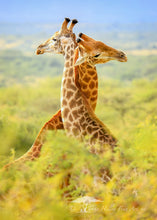 Load image into Gallery viewer, Intertwined - Limited Edition Fine Art Print