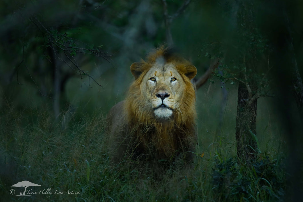 King of the Jungle - Limited Edition Fine Art Print